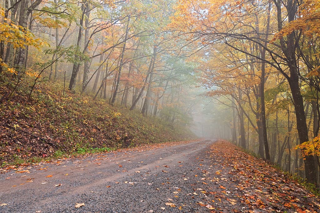 Misty autumn forest road in Dolly Sods Wilderness near Davis, West Virginia
